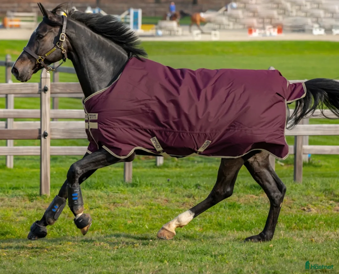 Täcken hästutrustning till salu: Amigo Hero Ripstop 600D 100g, 125cm - Annons 1