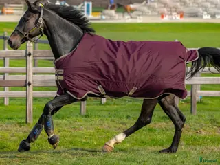 Täcken hästutrustning Amigo Hero Ripstop 600D 100g, 125cm - Annons 2