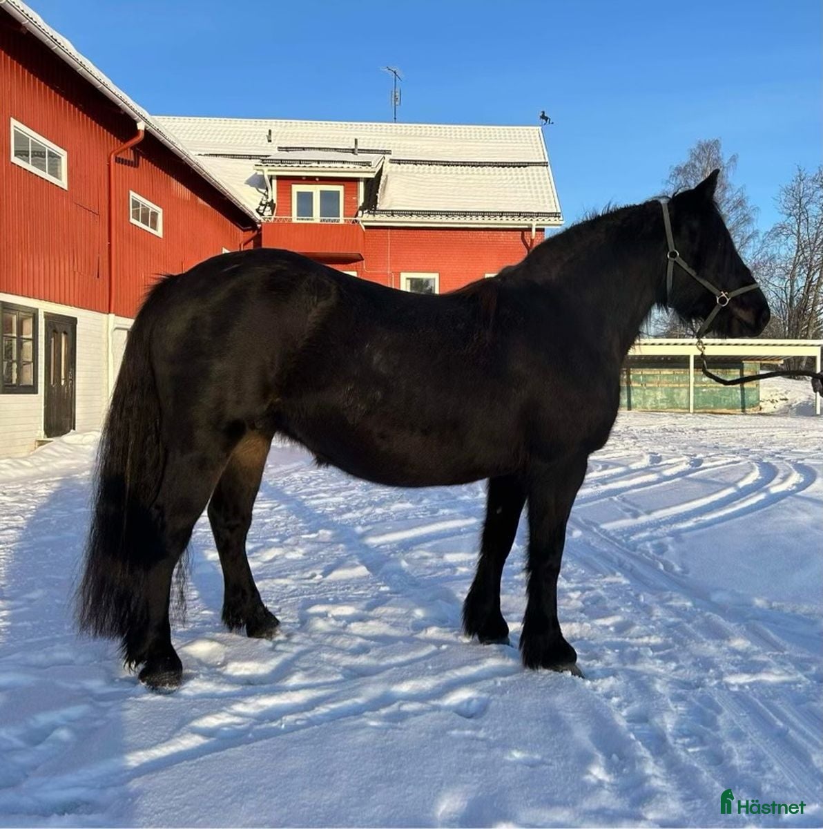  hästar Trevligt avelssto - Annons 12