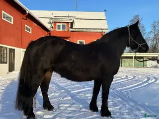 hästar Trevligt avelssto - Annons 12