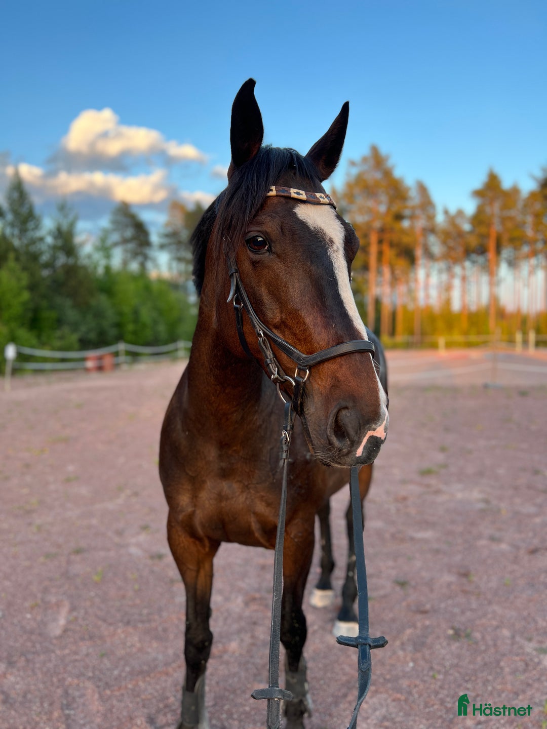 Allround hästar till salu: Otroligt snäll & okomplicerad storhäst🌟 i Mora - Bild 4