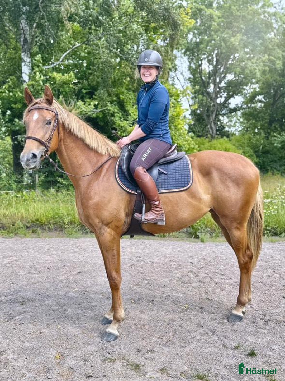 Hoppning hästar till salu: Sportigt sto e. Magic Park. inriden i Halmstad - Bild 1