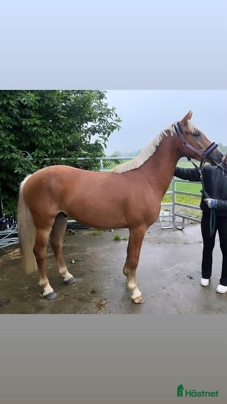  hästar Trevlig 4 åring  - Annons 1
