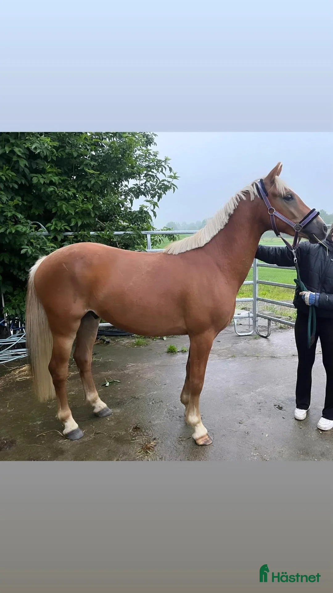 Allround hästar till salu: Trevlig 4 åring  - Annons 1