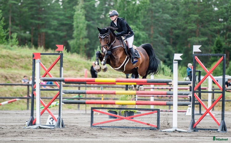  hästar i Valbo - Annons 9
