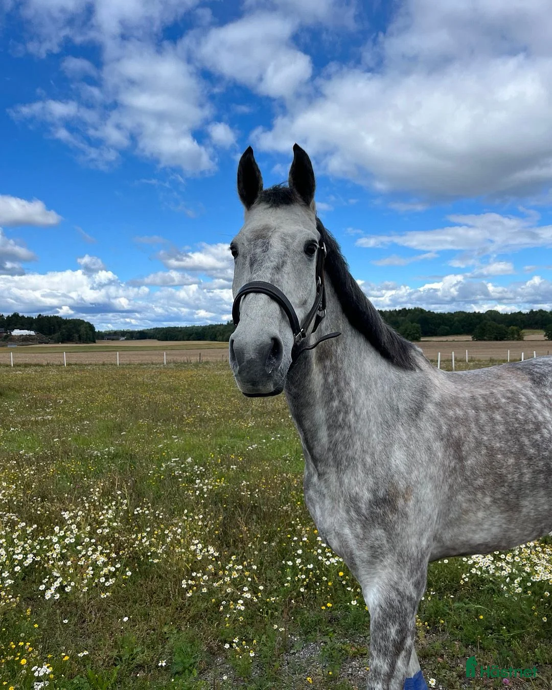 Allround hästar till salu: Hoppstammat halvblod med fantastisk galopp - Annons 1