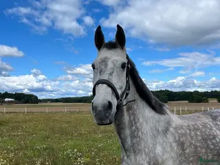 hästar Hoppstammat halvblod med fantastisk galopp - Annons 2