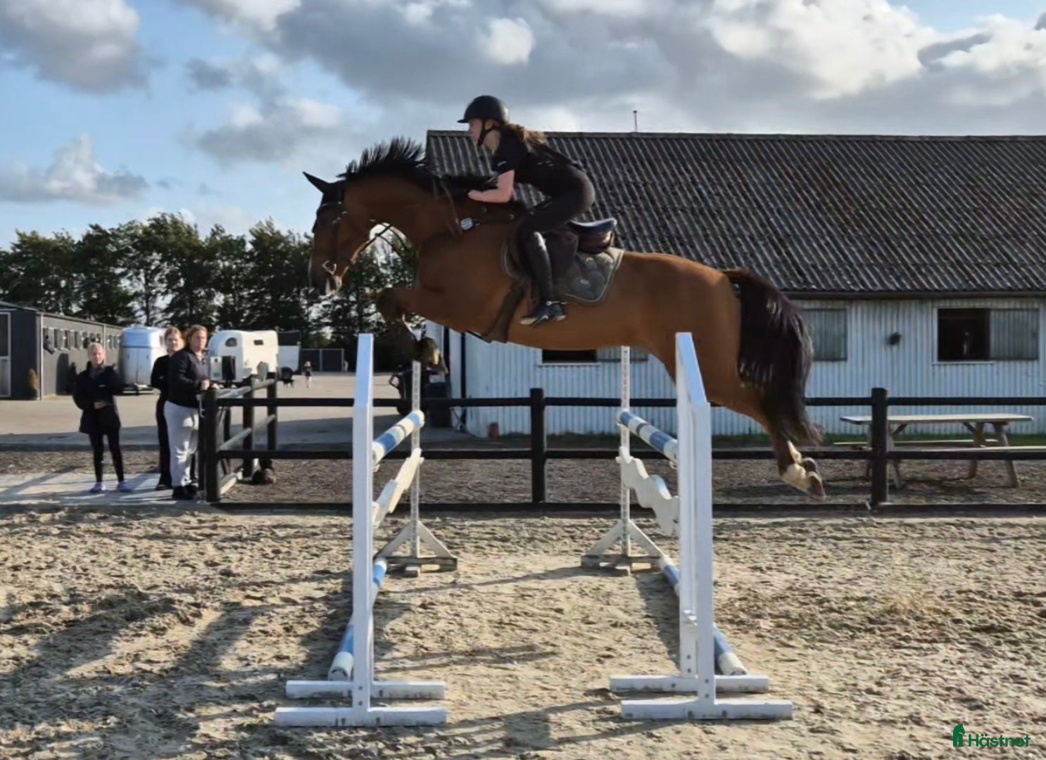  hästar Kvalitetshest - Annons 12