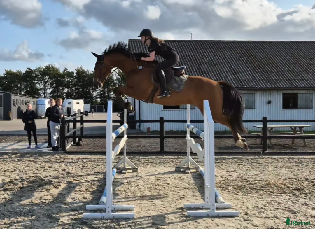 Hoppning hästar till salu: Kvalitetshest - Annons 1