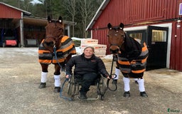 Allround hästar till salu: Snällt varmblod söker nytt hem i Hudiksvall - Bild 8