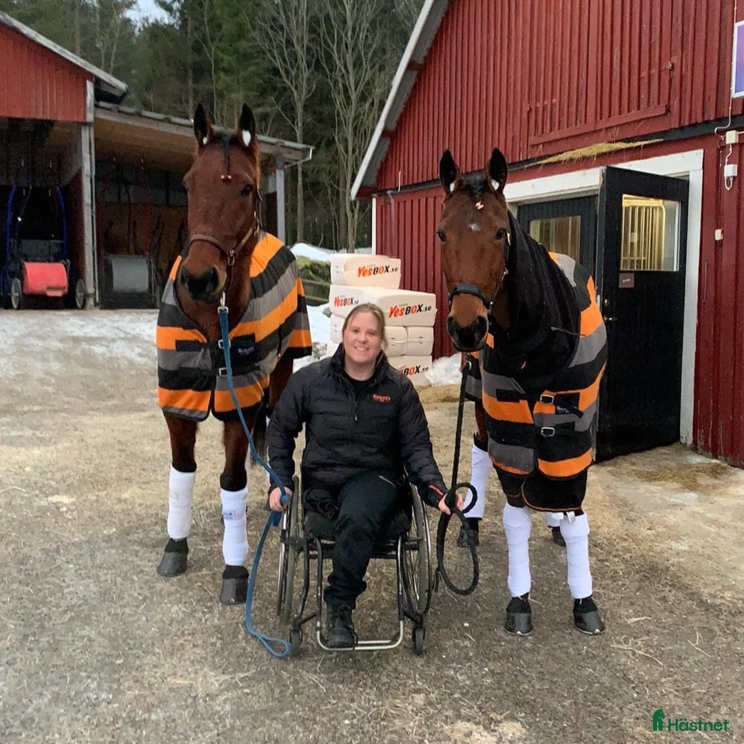Allround hästar till salu: Snällt varmblod söker nytt hem i Hudiksvall - Bild 8
