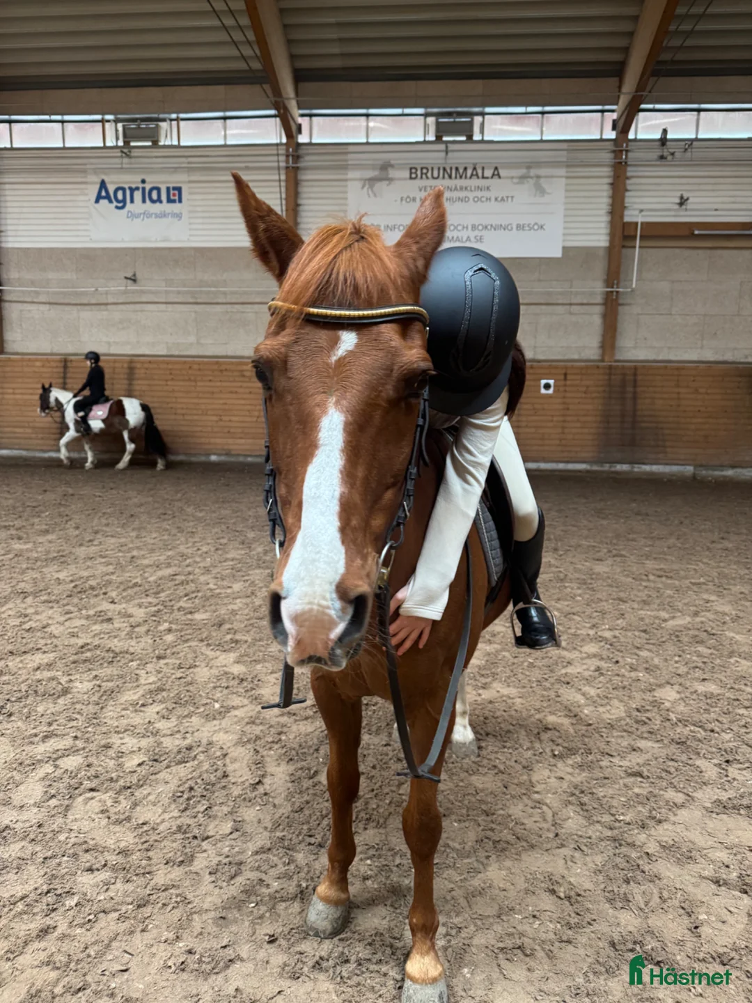  foderhäst sökes: Söker foderhäst🥰 i Täby - Annons 1