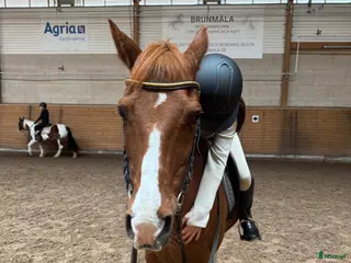 foderhäst Söker foderhäst🥰 - Annons 2