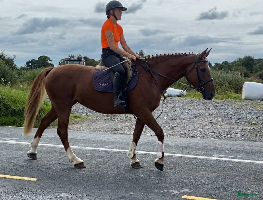 Allround hästar till salu: Solid allrounder 163cm i Ljungby - Annons 7