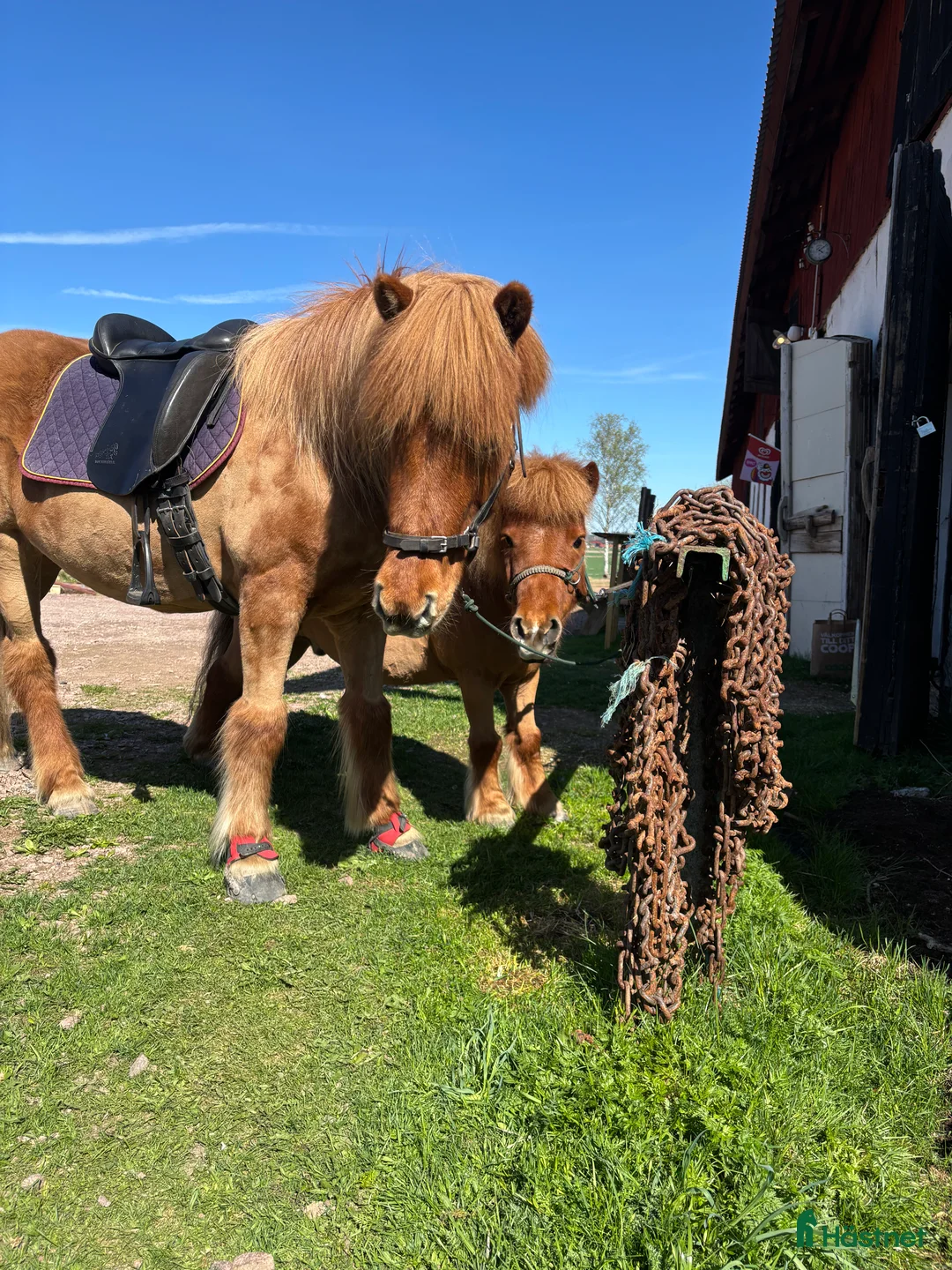  foderhäst finnes: Shettis och islandshäst lånas ut till rätt hem!  - Annons 3