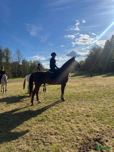 Galleribild {{count}}