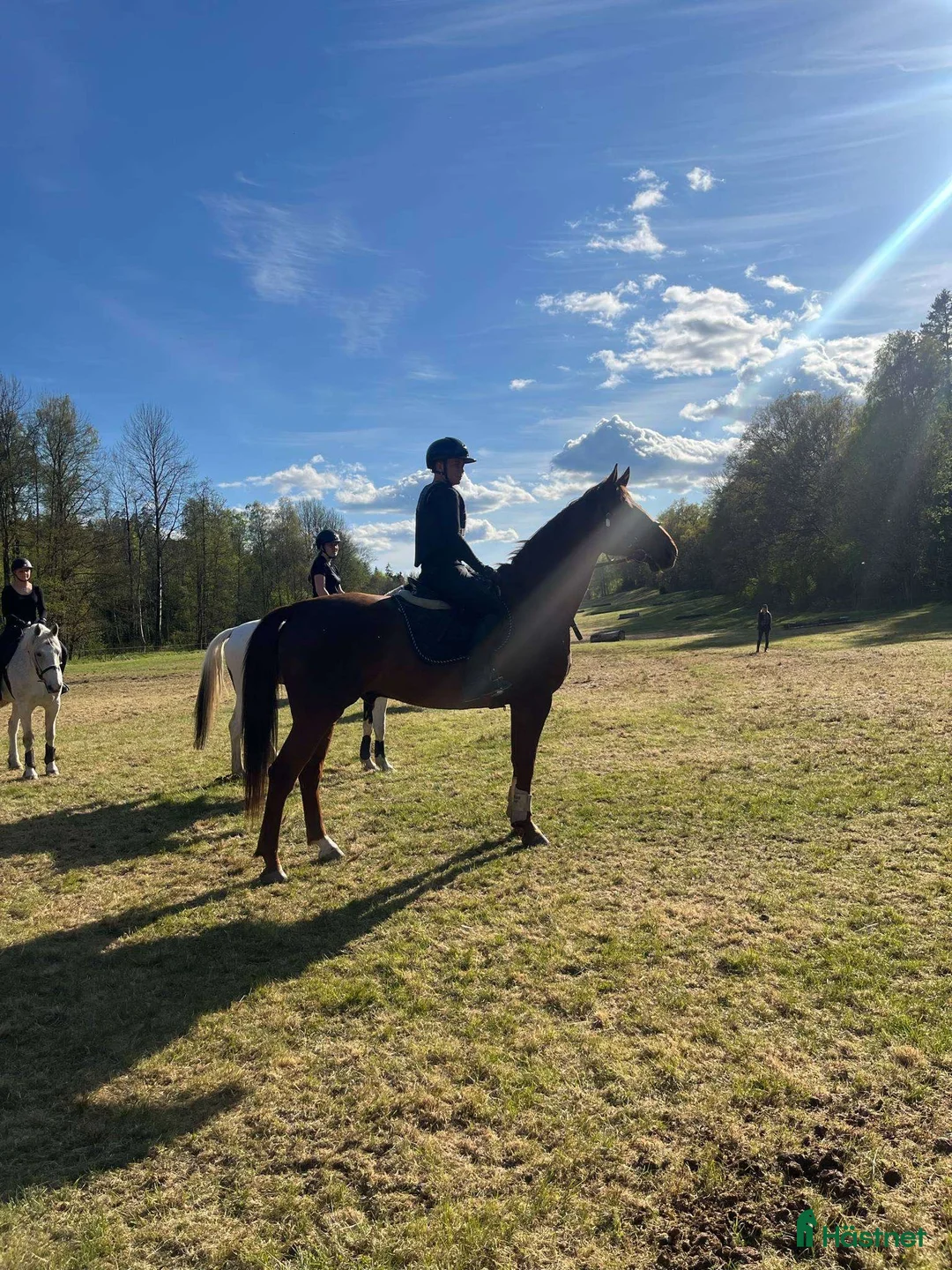 Galleribild {{count}}