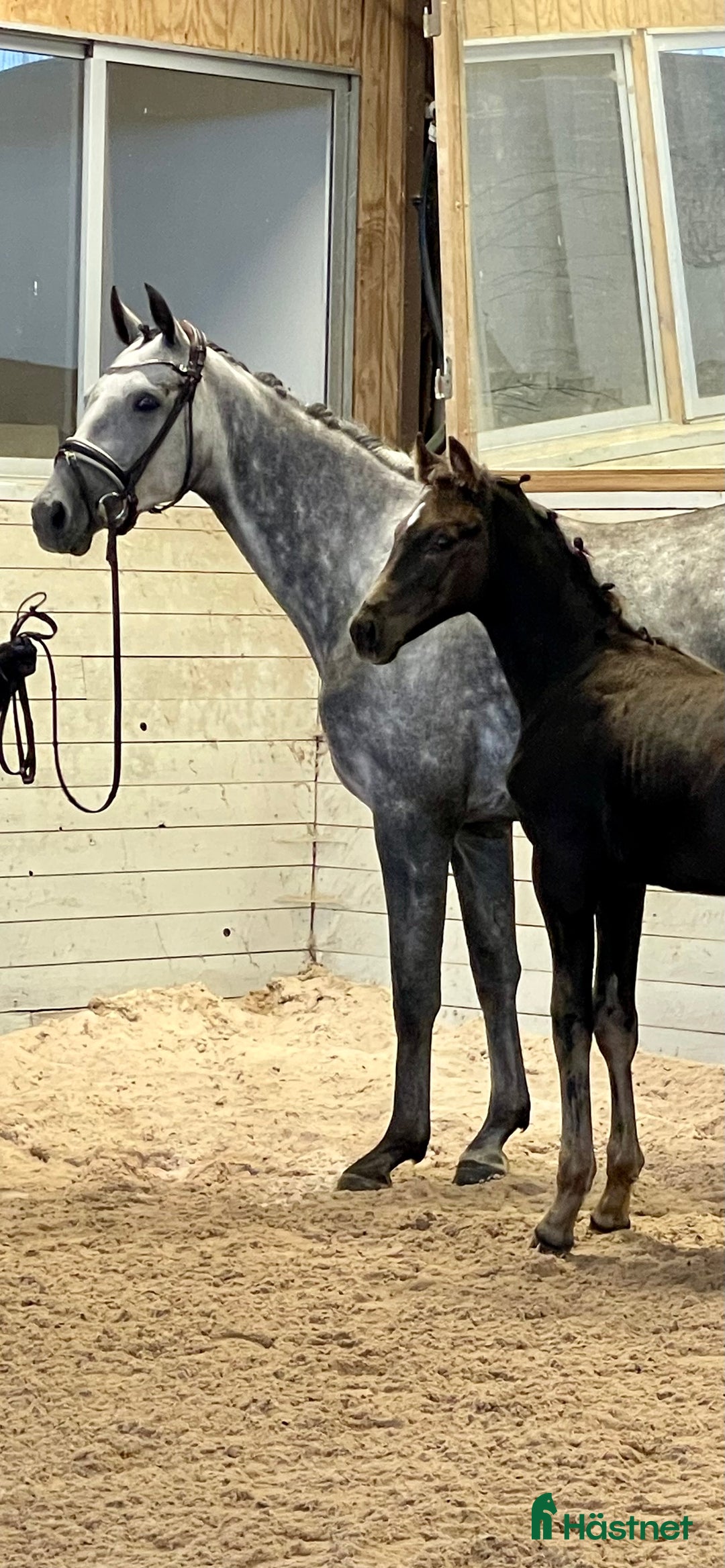 Dressyr hästar till salu: Svart hingst e.Skyline to B i Falkenberg - Annons 2