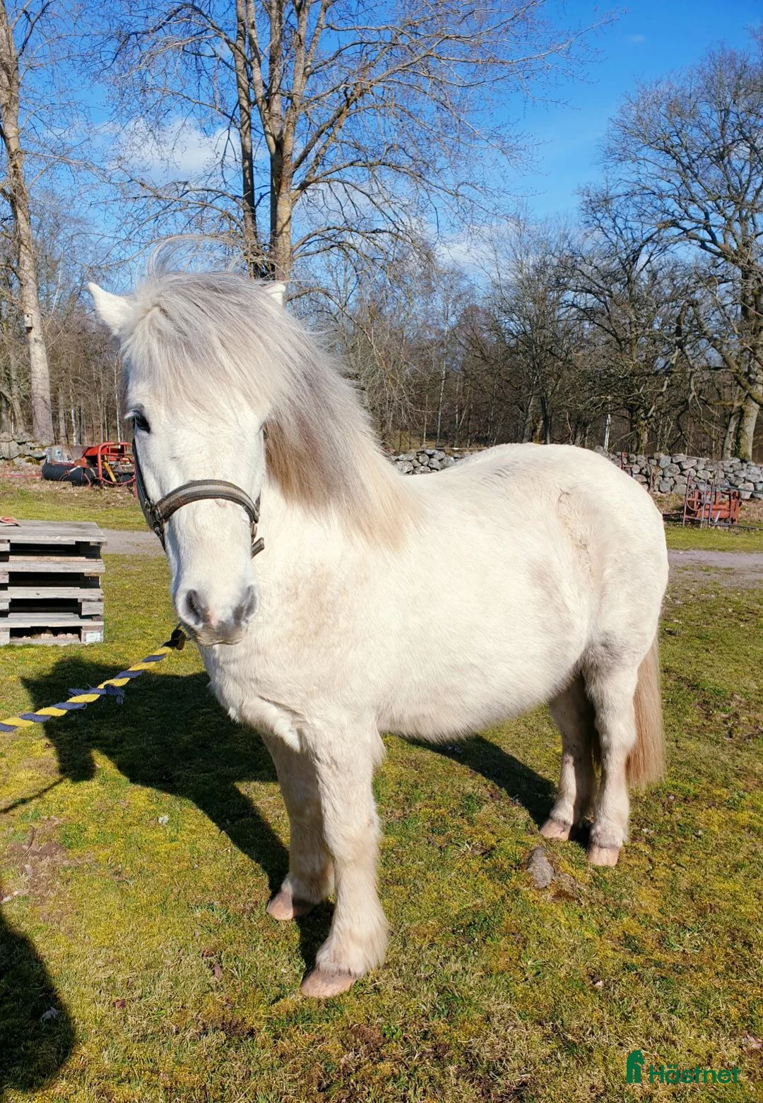 Island hästar till salu: Islandshäst valack- Gimli, född 2010 i Älmhult - Annons 1