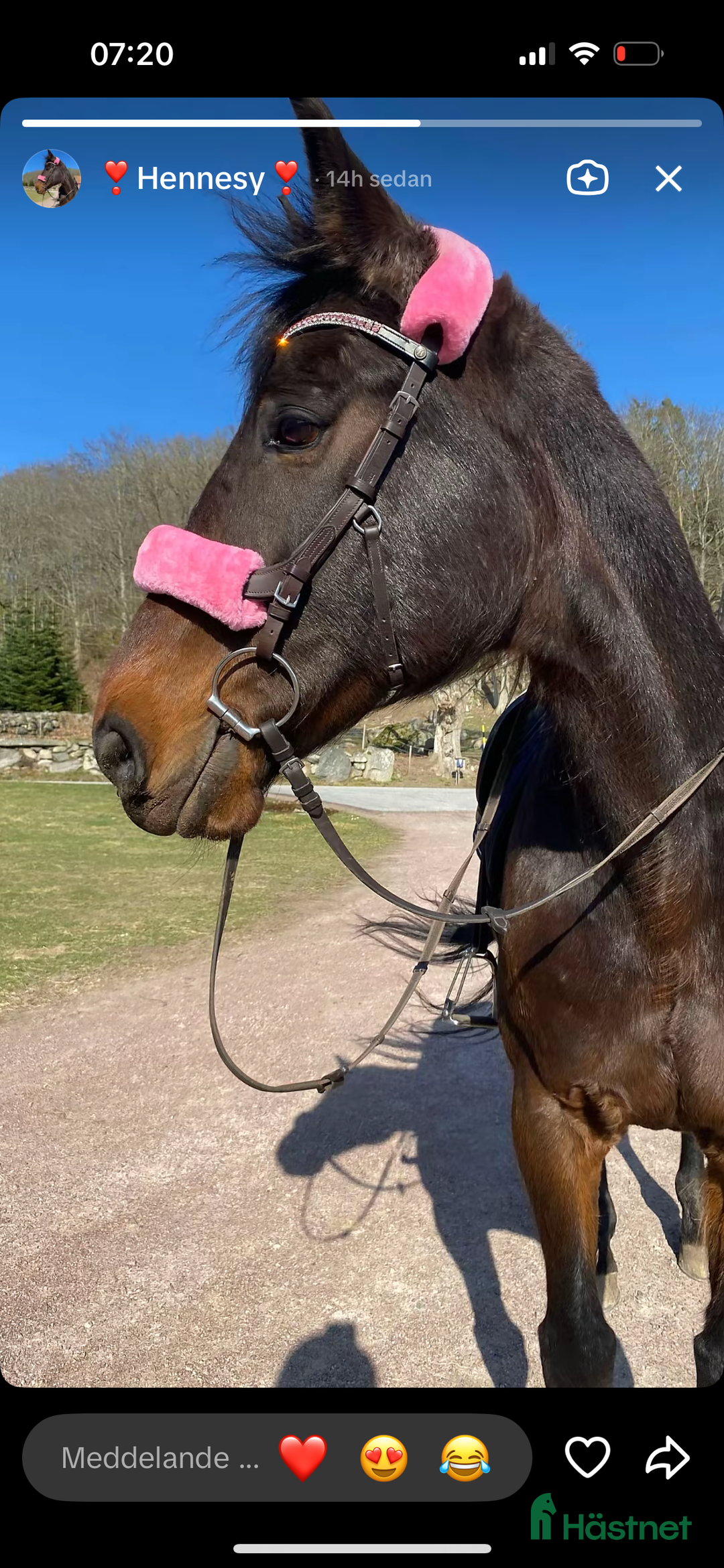 Allround hästar till salu: Hennesy – hästen som ger allt för sin människa 💛 i Näsum - Annons 1
