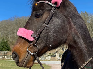 hästar Hennesy – hästen som ger allt för sin människa 💛 i Näsum - Annons 2