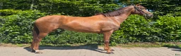 Allround hästar till salu: Miss Money penny! Looking for your new best friend - Annons 1
