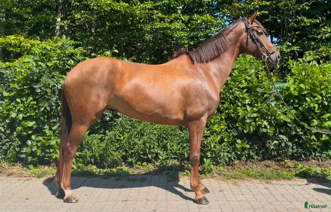 Allround hästar till salu: Miss Money penny! Looking for your new best friend - Annons 1