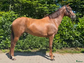 hästar Miss Money penny! Looking for your new best friend - Annons 4