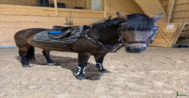  hästar i Uppsala - Annons 11