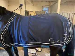 Täcken hästutrustning till salu: Fleecetäcke i Vinninga - Annons 3