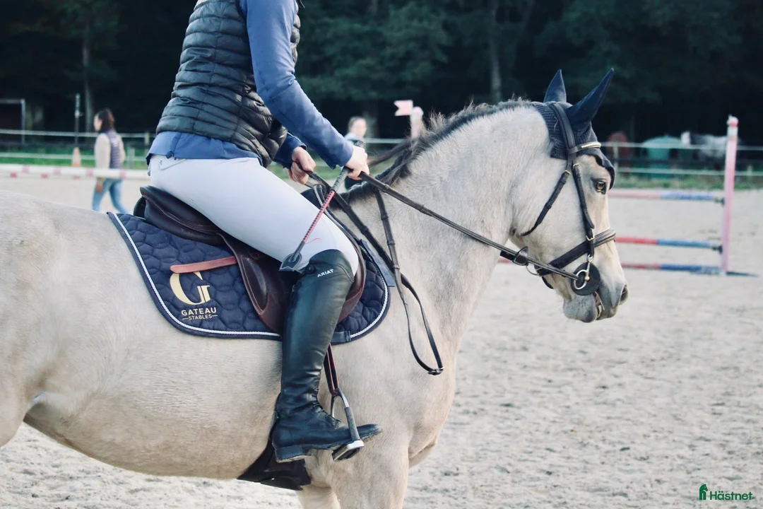 Hoppning hästar till salu: Winning 148 - 110 D Pony at Gateau Stables France  i Stockholm - Annons 3