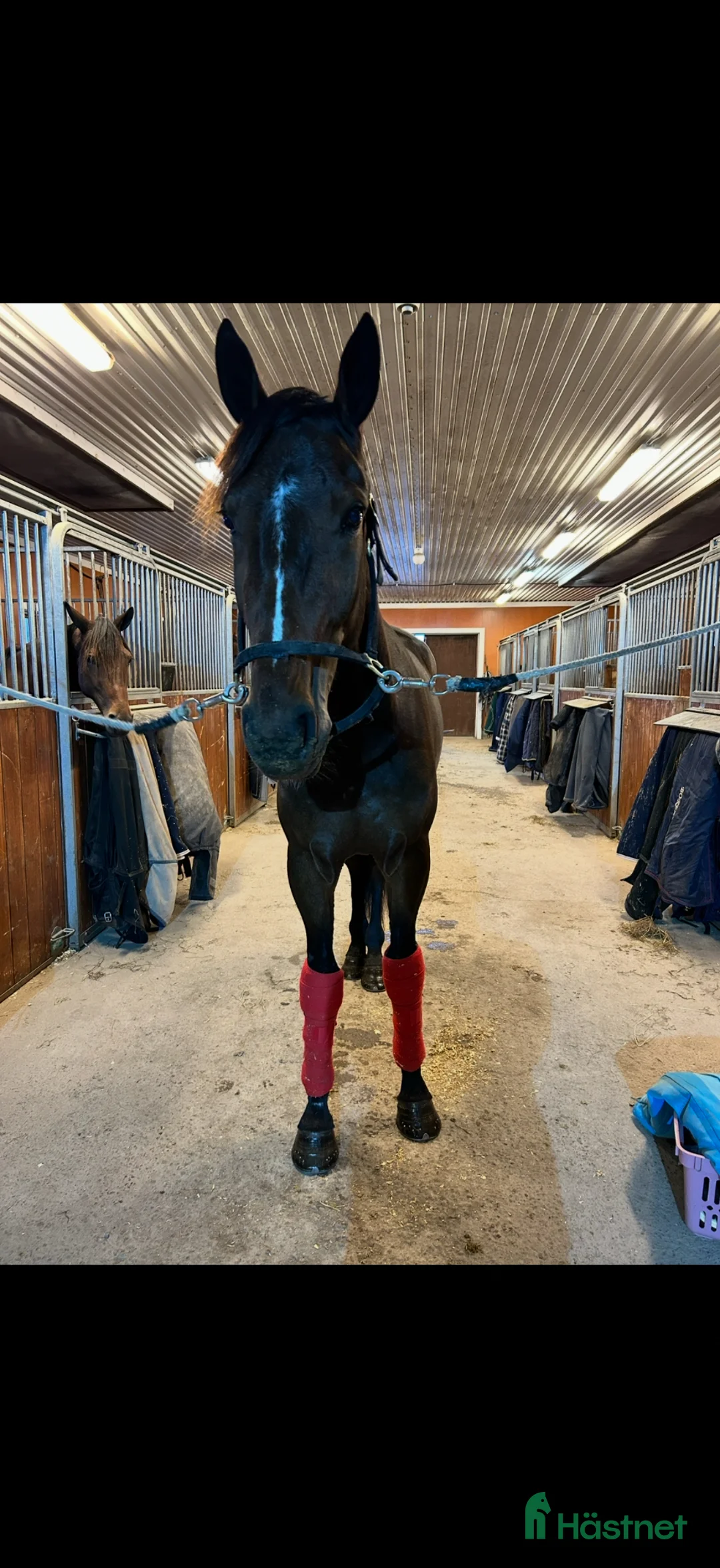 Allround hästar till salu: B.B.S.Storm Winner söker nytt hem - Annons 2