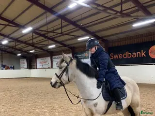 hästar Medryttare/Fordervärd häst sökes - Annons 6