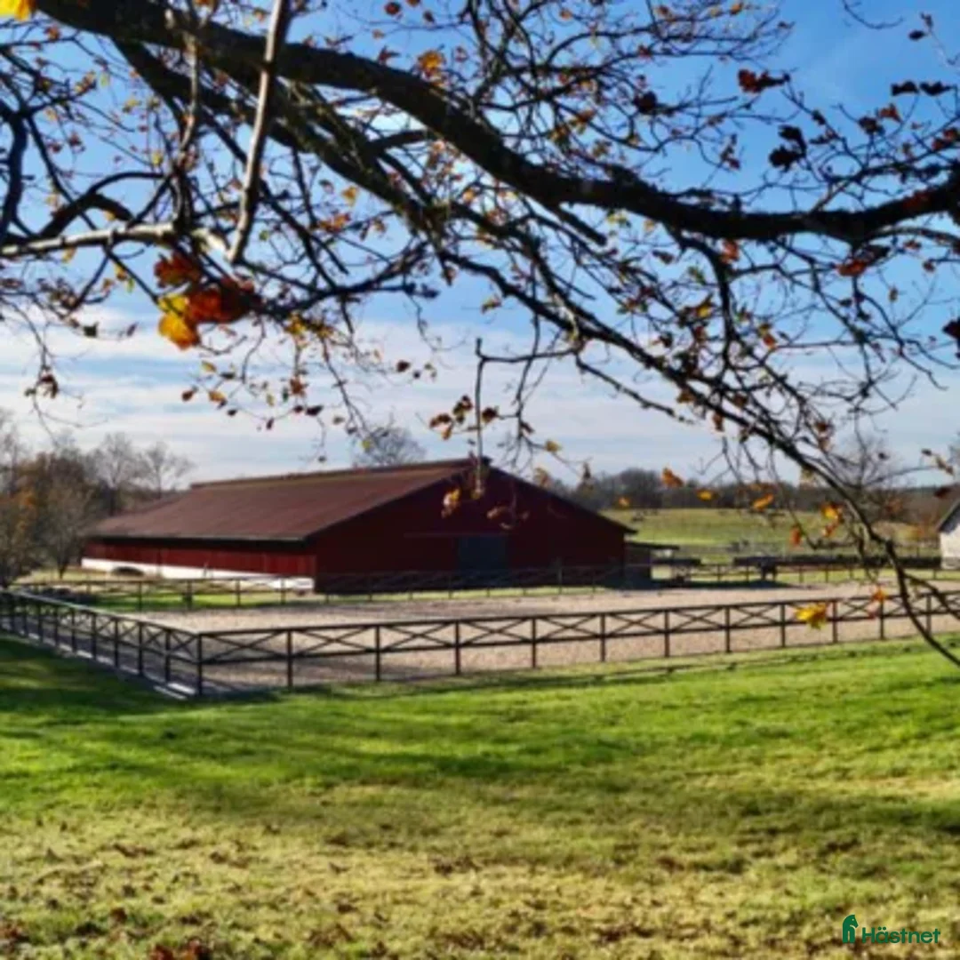  hästjobb finnes: Praktikplats i Knislinge - Annons 1