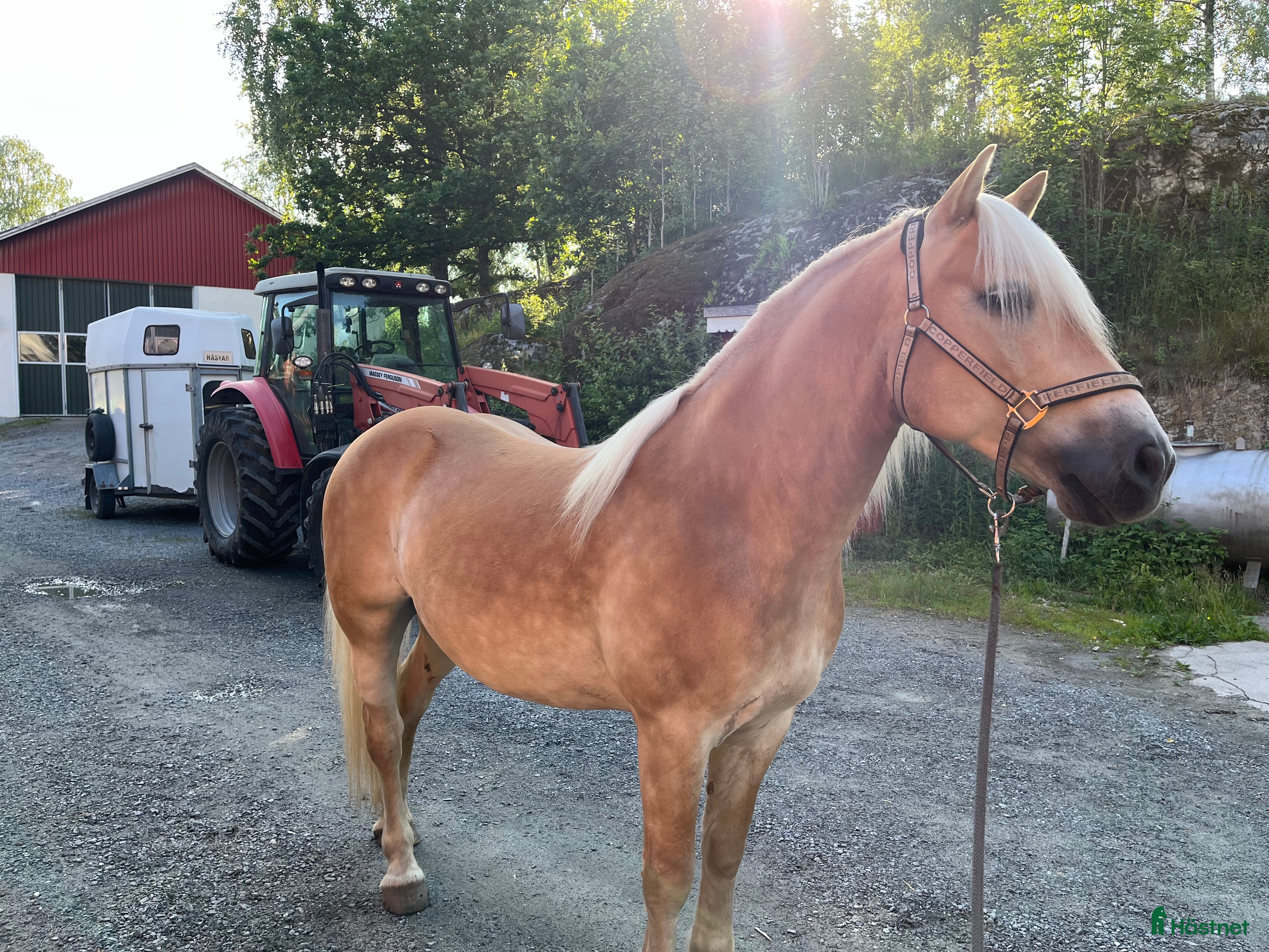  hästar Charmig Haflingervalack 🌟 i Kinna - Annons 5