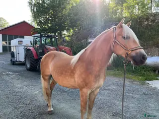 hästar Charmig Haflingervalack 🌟 i Kinna - Annons 5