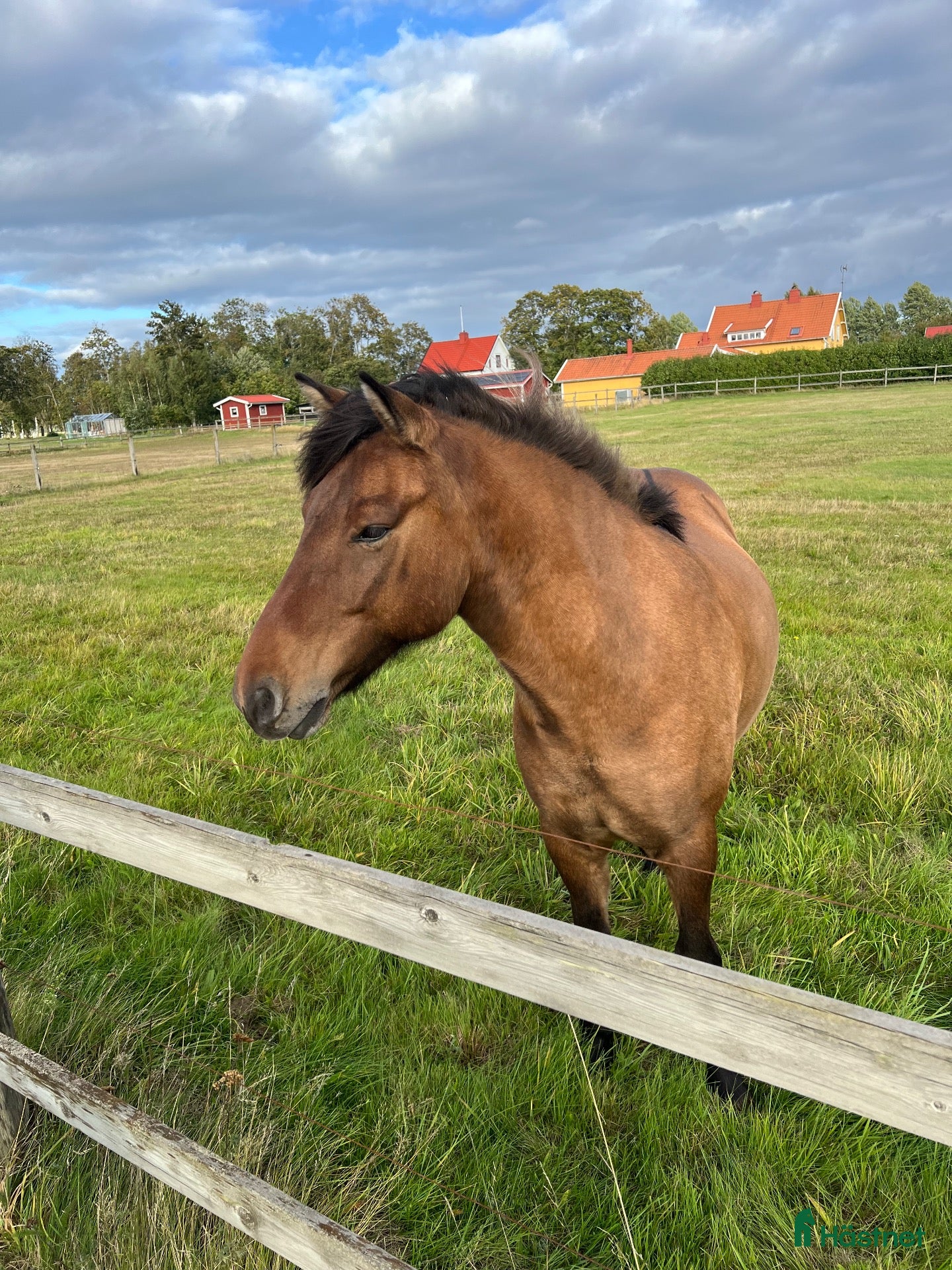  hästar Snäll, känslig och pigg femgångare - Annons 10