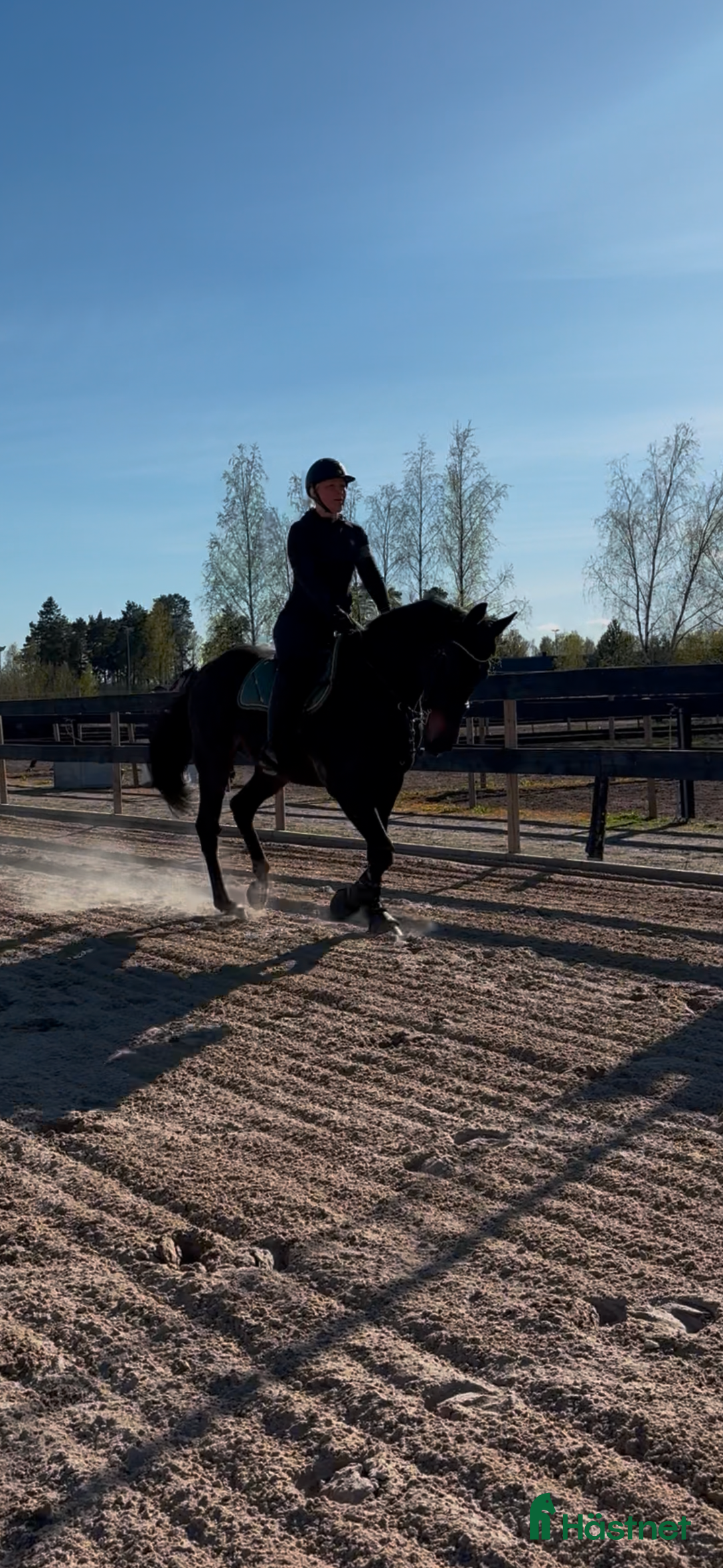 Allround hästar till salu: Världens snällaste häst i Grums - Annons 2