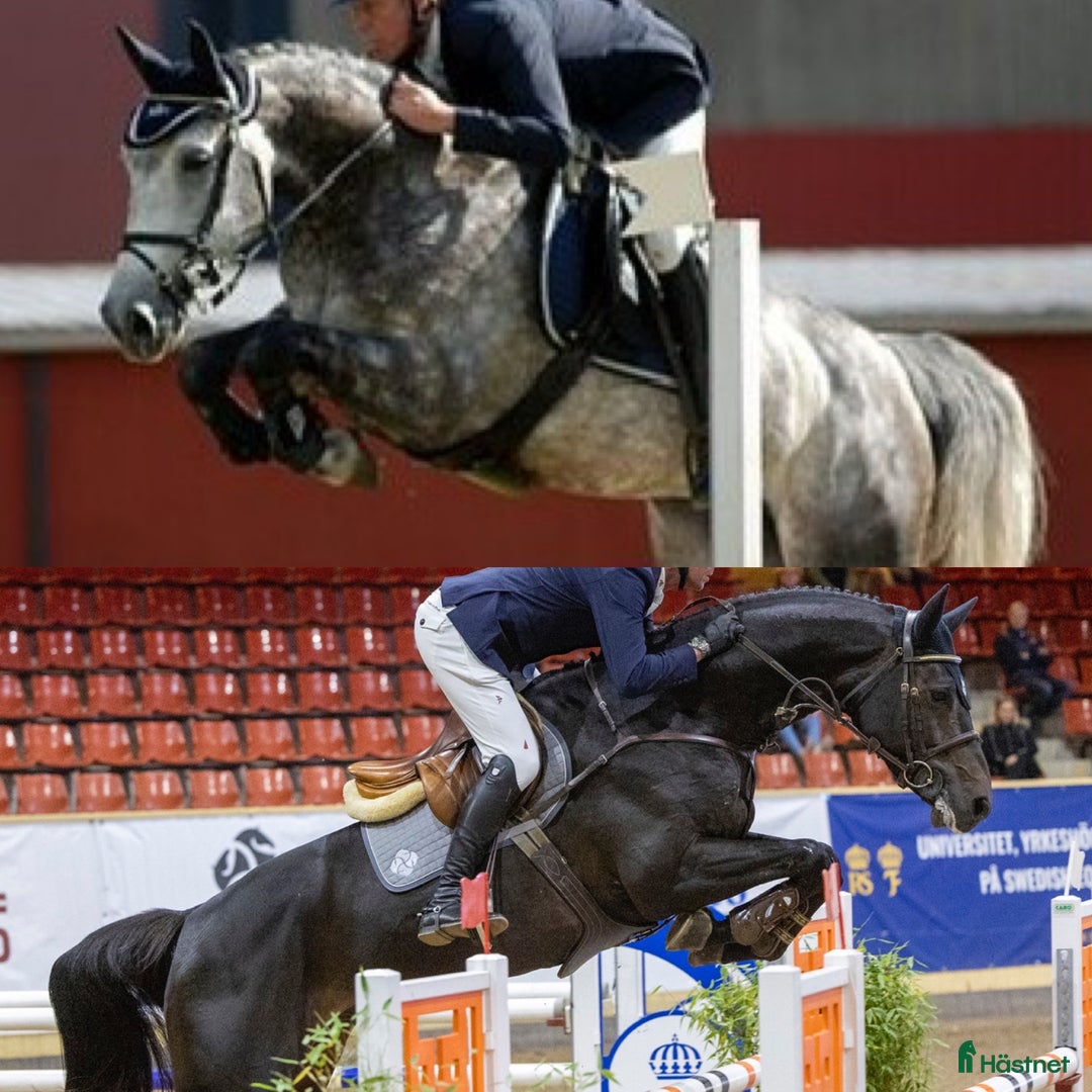 Hoppning hästar till salu: Toppavkomma säljes till seriös tävlingsryttare! i Köpingsvik - Annons 8