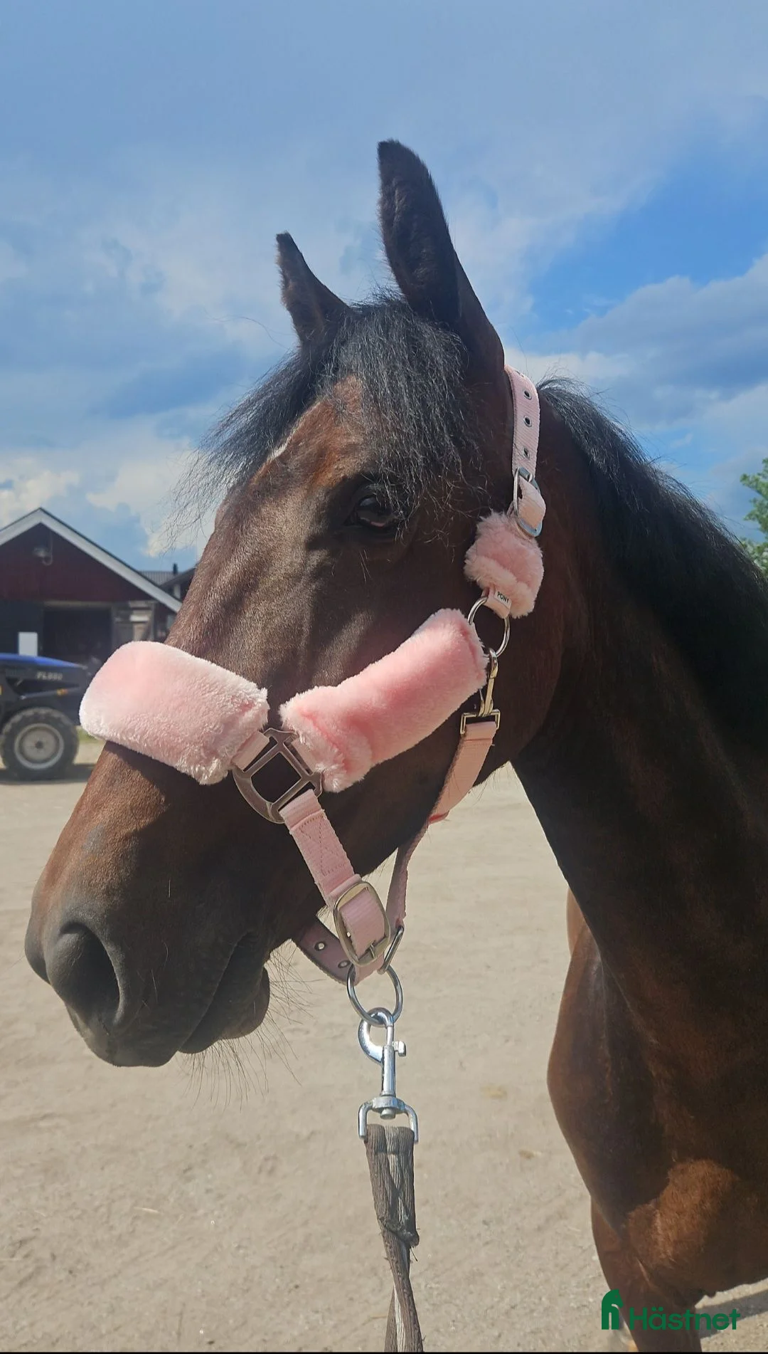 Hoppning hästar till salu: Läckert D-ponny sto 5 år, en ponny för framtiden! - Annons 2