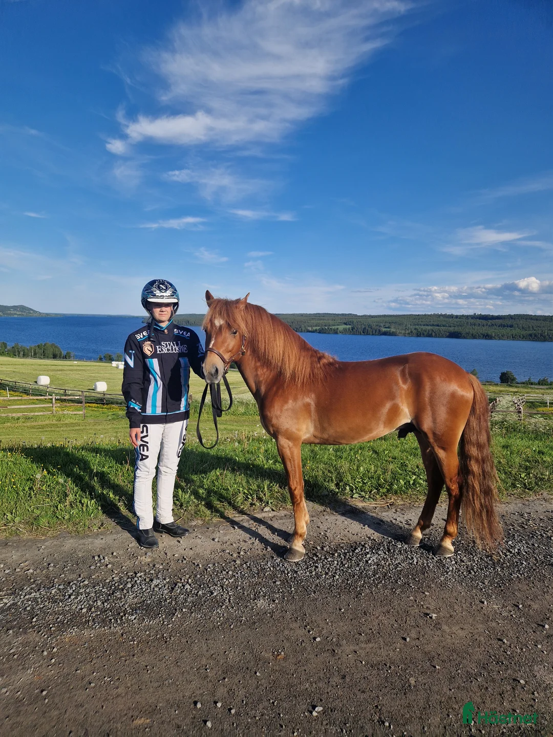 Trav hästar till salu: Årgångstopp o blivande Elitponny i Årjäng - Annons 4