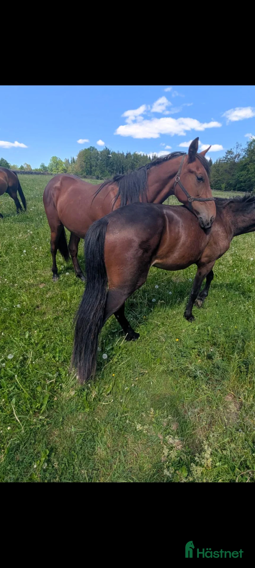 Trav hästar till salu: Premieklar 2 åring  i Sölvesborg - Annons 2