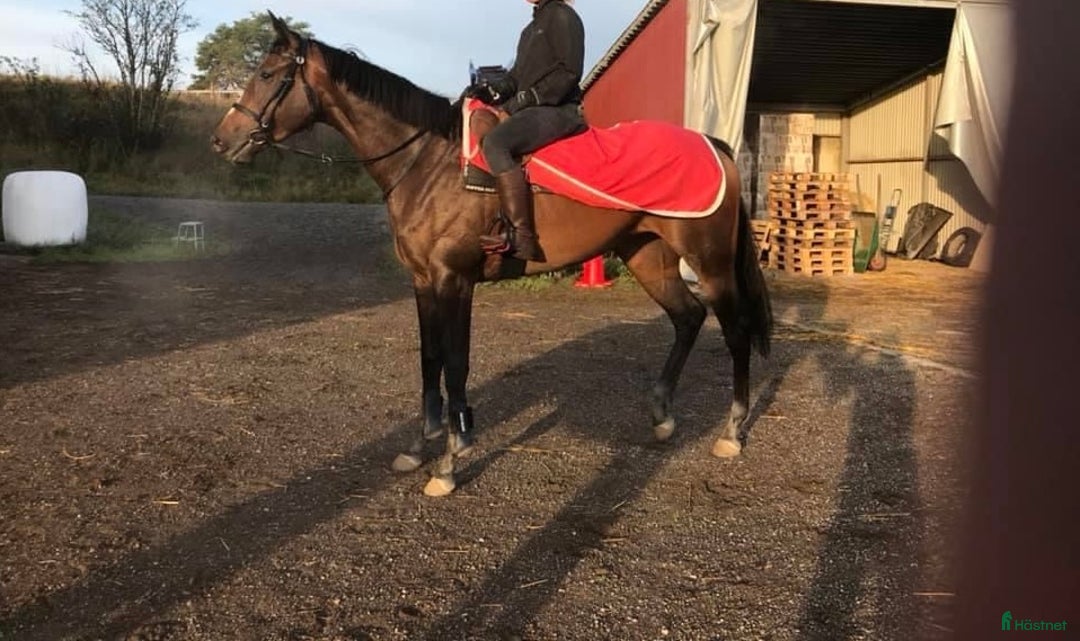 Allround hästar till salu: Stort fullblod som sticker ut i mängden  i Sveg - Annons 4