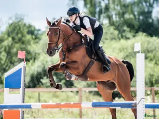 hästar Fin hopphäst🌟 - Annons 2