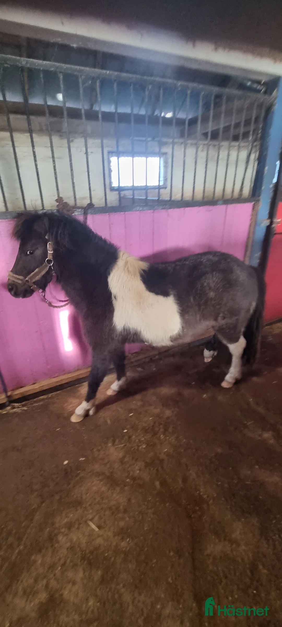 Allround hästar till salu: Underbar liten american curly blivande barnponny - Annons 11