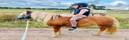 Allround hästar till salu: 🌸 4-årigt ponnysto – full av potential 🌸 - Annons 2