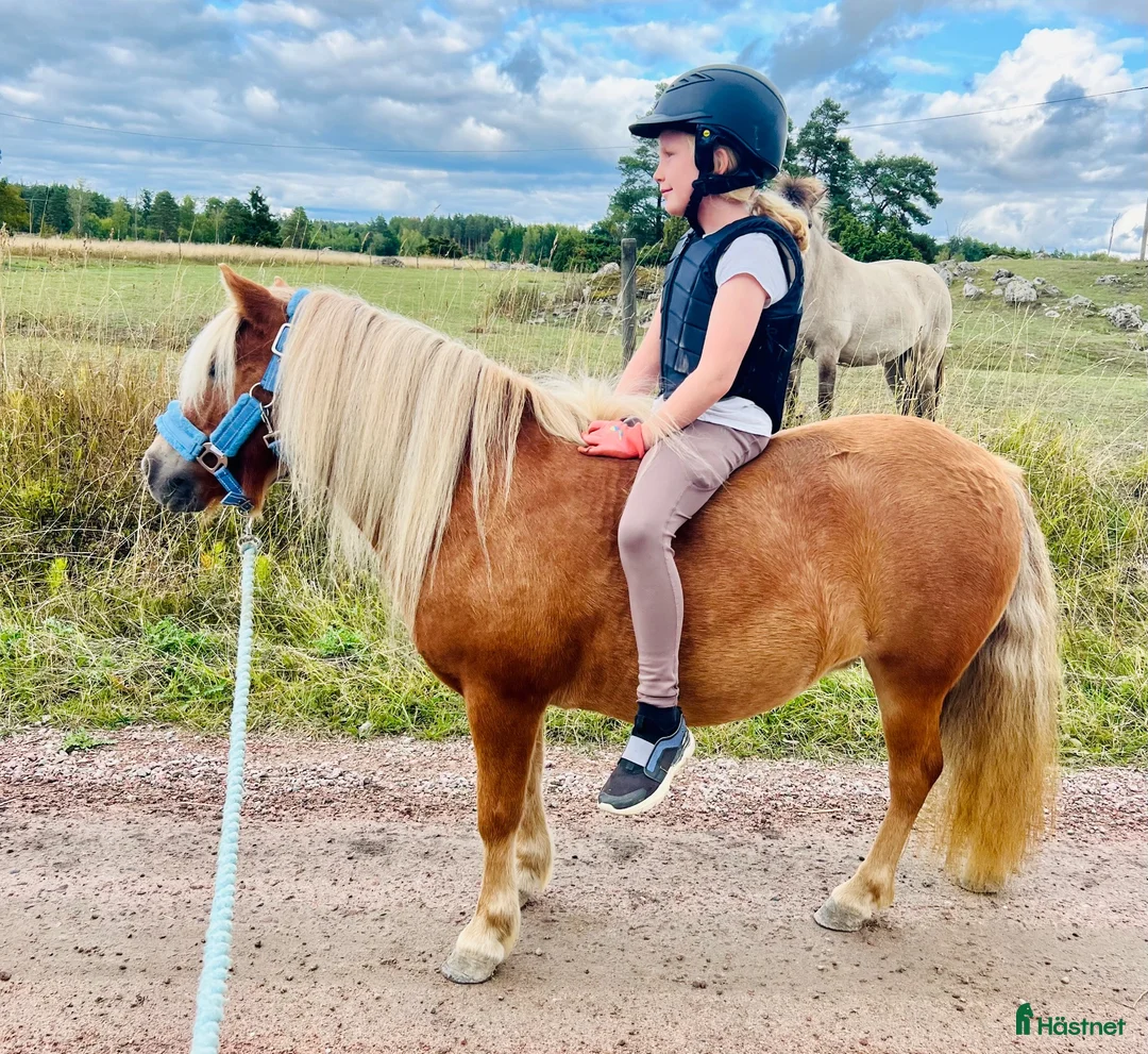 Allround hästar till salu: 🌸 4-årigt ponnysto – full av potential 🌸 - Annons 2