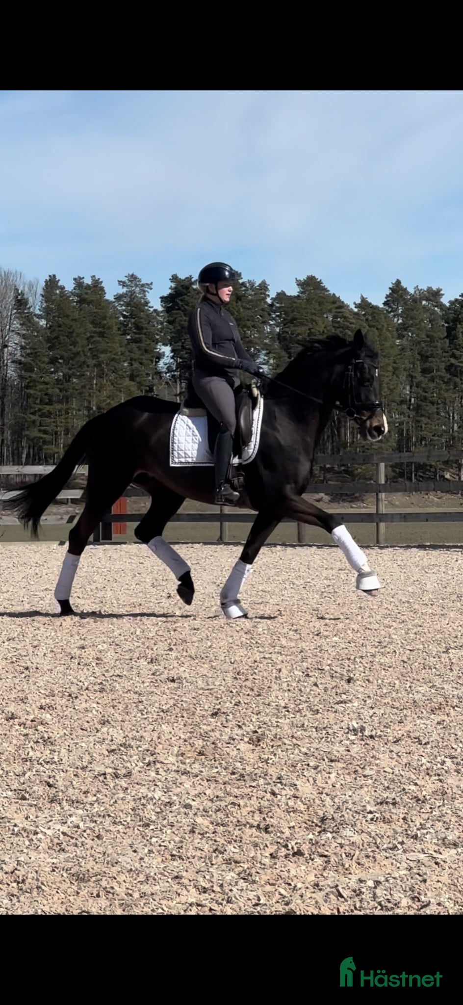 Dressyr hästar till salu: Elegant dressyrsto med det lilla extra  - Annons 1