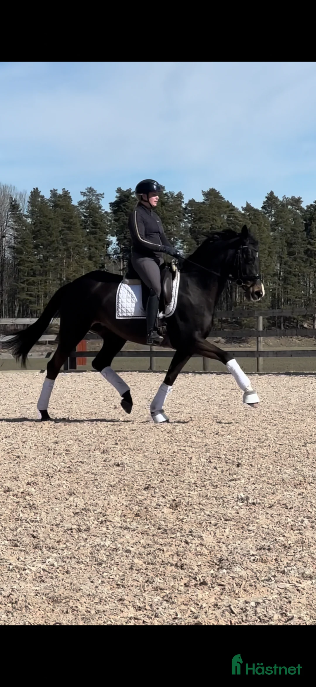 Dressyr hästar till salu: Elegant dressyrsto med det lilla extra  - Annons 1