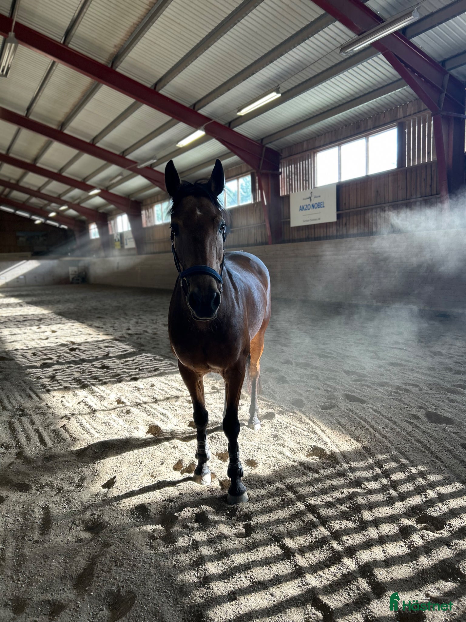  hästar 🇮🇪 Hopponny med tryck 🇮🇪 - Annons 1